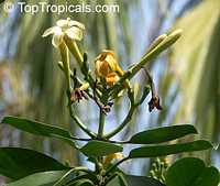 Fagraea berteriana ( berteroana ) Fagraea berteriana ( berteroana )