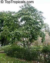 Stemmadenia galeottiana, Stemmadenia littoralis, Lechoso, Milky Way tree
