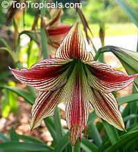 Hippeastrum sp., Amaryllis Hippeastrum sp., Amaryllis