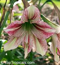 Hippeastrum sp., Amaryllis Hippeastrum sp., Amaryllis