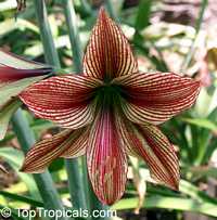 Hippeastrum sp., Amaryllis Hippeastrum sp., Amaryllis