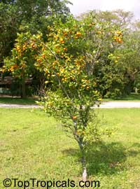 Citrus reticulata, Mandarin Orange Citrus reticulata, Mandarin Orange
