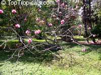 Pseudobombax ellipticum, Pseudobombax grandiflorum, Pink Shaving Brush Tree