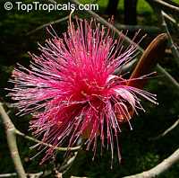 Pseudobombax ellipticum, Pseudobombax grandiflorum, Pink Shaving Brush Tree