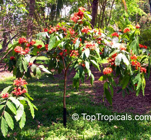 Saraca indica, Saraca asoca, Jonesia asoca, Ashoka Tree, Jonesia Asoka ...