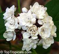 Clerodendrum philippinum, Clerodendrum fragrans pleniflorum, Clerodendrum chinense, Volkameria fragrans, Chinese Glory Bower, Cashmere bouqet, Scent Malli, False Pikake, Glory Tree, Clerodendron
