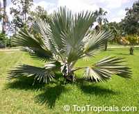 Bismarckia nobilis, Medemia nobilis, Bismarck Palm