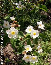 Cordia boissieri, Cordia superba, Texas Olive, Anacahuita