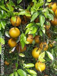 Citrus sinensis, Orange