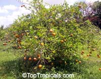 Citrus sinensis, Orange