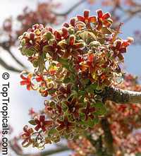 Sterculia foetida, Peon, Indian Almond, Hazel Sterculia, Java Olive, Skunk Tree