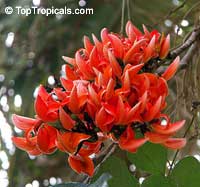 Butea monosperma, Butea frondosa, Erythrina monosperma, Flame of the Forest, Dhak, Palas, Bastard Teak, Parrot Tree Butea monosperma, Butea frondosa, Erythrina monosperma, Flame of the Forest, Dhak, Palas, Bastard Teak, Parrot Tree