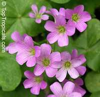 Oxalis sp., Shamrock, Wood Sorrel