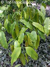 Rheedia gardneriana?, Rheedia floribunda?,Garcinia sp., Garcinia