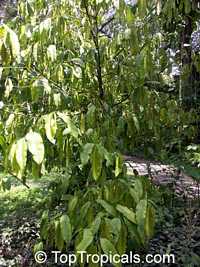 Rheedia gardneriana?, Rheedia floribunda?,Garcinia sp., Garcinia