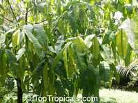 Rheedia gardneriana?, Rheedia floribunda?,Garcinia sp., Garcinia