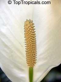 Spathiphyllum wallisii, Peace lily Spathiphyllum wallisii, Peace lily