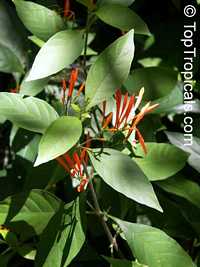 Justicia spicigera, Jacobinia spicigera, Justicia sidicaro