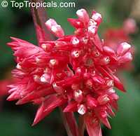 Stromanthe sp., Never-Never Plant
