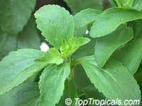 Stevia rebaudiana, Eupatorium rebaudianum, Stevia, Sweet leaf of Paraguay, Sweet-herb, Honey yerba, Honeyleaf, Candy leaf Stevia rebaudiana, Eupatorium rebaudianum, Stevia, Sweet leaf of Paraguay, Sweet-herb, Honey yerba, Honeyleaf, Candy leaf