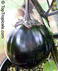 Solanum melongena, Tropical Eggplant, Asian Eggplant