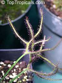 Drosera sp., Sundew