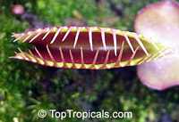 Dionaea muscipula, Venus flytrap