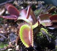 Dionaea muscipula, Venus flytrap