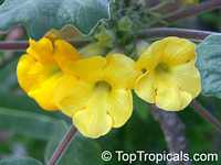 Uncarina roeoesliana, Uncarina Uncarina roeoesliana, Uncarina