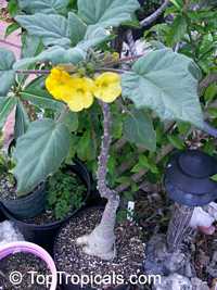 Uncarina roeoesliana, Uncarina Uncarina roeoesliana, Uncarina