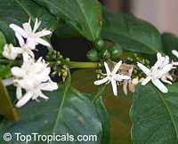 Coffea arabica, Coffee