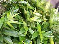 Justicia pectoralis, Piri Piri, Freshcut, Tilo