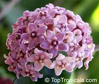 Hoya carnosa Compacta, Hindu Rope, Krinkle Kurls Hoya carnosa Compacta, Hindu Rope, Krinkle Kurls