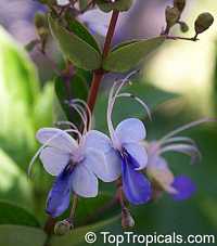 Clerodendrum ugandense, Rotheca myricoides, Butterfly Clerodendrum, Blue glory bower, Blue wings, Clerodendron