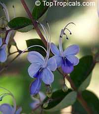Clerodendrum ugandense, Rotheca myricoides, Butterfly Clerodendrum, Blue glory bower, Blue wings, Clerodendron