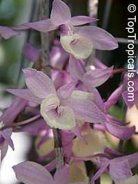 Dendrobium pierardii, Dendrobium aphyllum, Dendrobium Orchid
