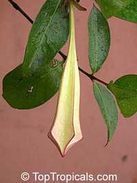 Portlandia grandiflora, Bell Flower, Glorious Flower of Cuba, White Horse Flower, Tree Lily