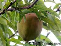Prunus persica, Amygdalus persica, Peach