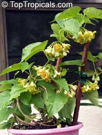 Telosma cordata, Telosma minor, Pakalana vine, Tonkin Jasmine, Cowslip Creeper, Telosoma