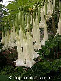 Brugmansia arborea, Angels Trumpet, Tree Datura