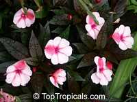 Impatiens x hawkeri, Impatiens New Guinea Hybrid