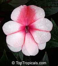 Impatiens x hawkeri, Impatiens New Guinea Hybrid