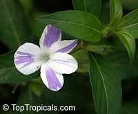 Barleria cristata Lavender Lace
