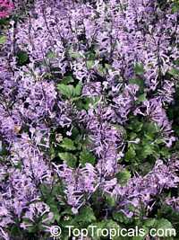 Plectranthus ecklonii Mona Lavender, Mona Lavender, Plectranthus hybrid