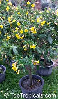 Allamanda cathartica, Allamanda nerifolia, Golden Trumpet Shrub Allamanda cathartica, Allamanda nerifolia, Golden Trumpet Shrub