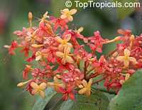 Saraca indica, Saraca asoca, Jonesia asoca, Ashoka Tree, Jonesia Asoka, Gandhapushpa, Sorrowless Tree