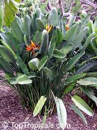 Strelitzia reginae, Strelitzia Juncea, Bird of paradise, Crane Flower, Stelitzia