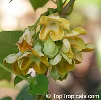 Telosma cordata, Telosma minor, Pakalana vine, Tonkin Jasmine, Cowslip Creeper, Telosoma