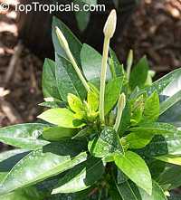 Augusta sp. , Alibertia sp., Marmelada, Purui, Trompito, Madrono, Zumbo, Guayabito de monte Augusta sp. , Alibertia sp., Marmelada, Purui, Trompito, Madrono, Zumbo, Guayabito de monte