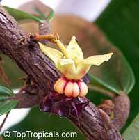 Theobroma grandiflorum, Cupuasu, Copoasu, Cupuacu